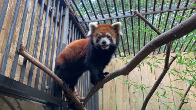Utica Zoo Releases Cause of Death for Red Panda