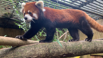 ‘Devastated, ’Utica Zoo Mourns Unexpected Loss of Red Panda, Muse