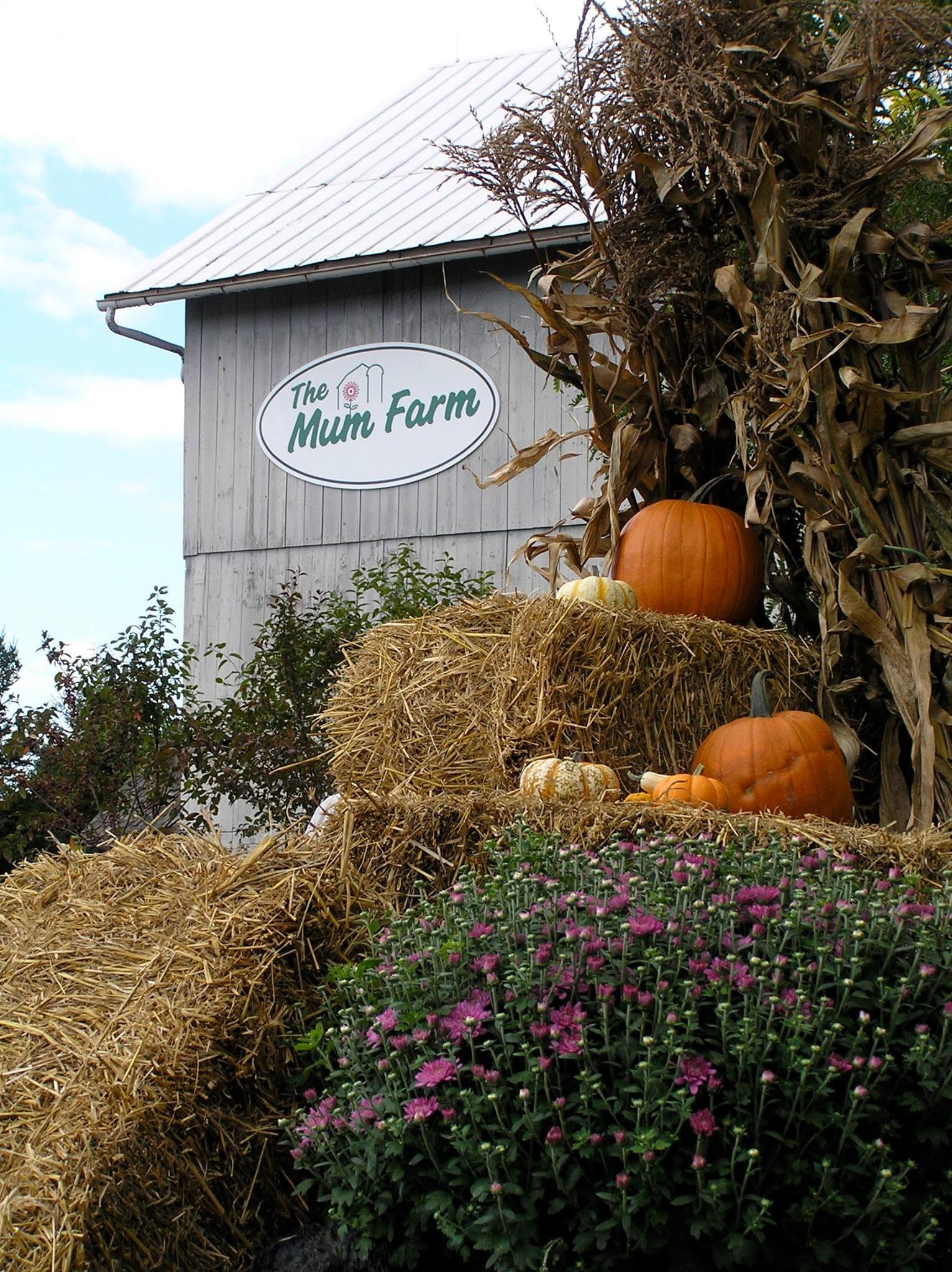 the mum farm the mum farm