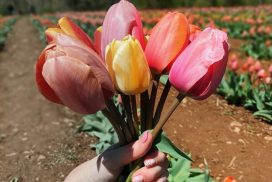 A picture of a person holding tulips with tulips in the background.