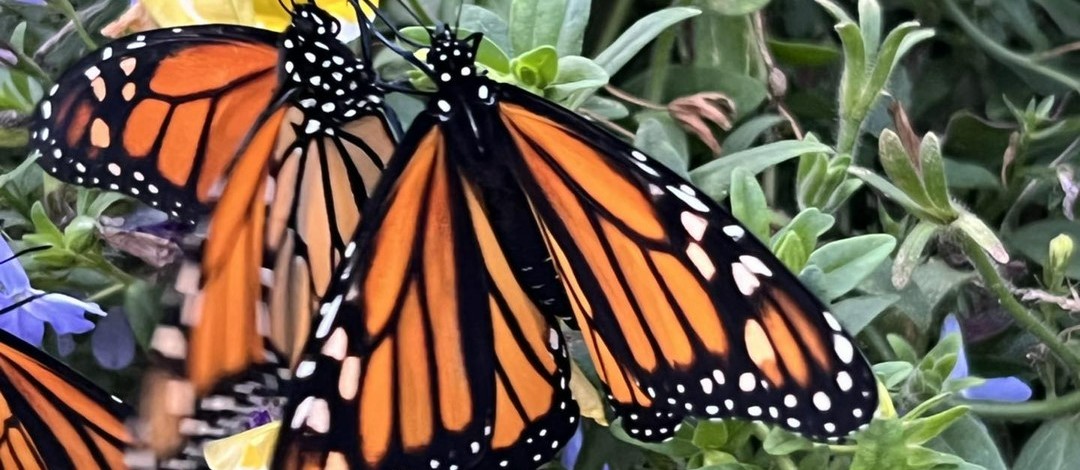 Utica Garden and Flower Show