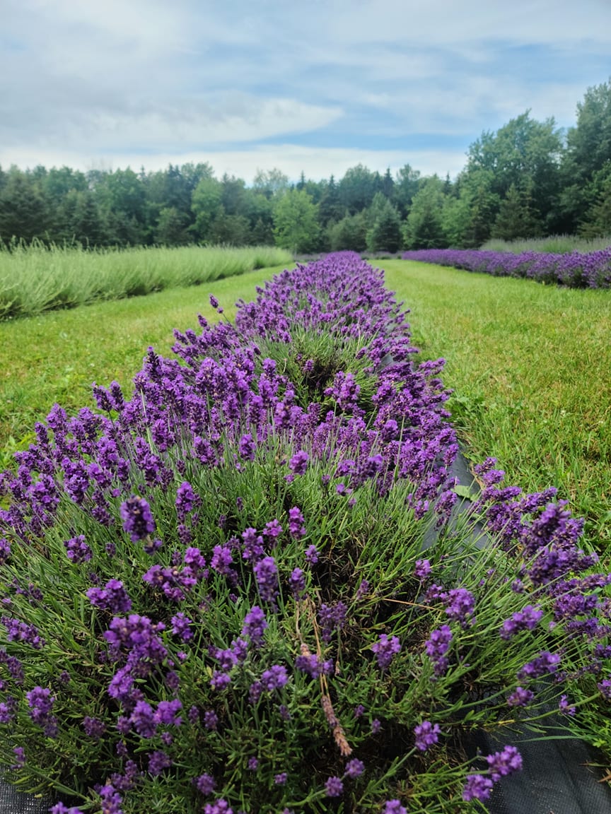 A Visit to Spring Creek Lavender